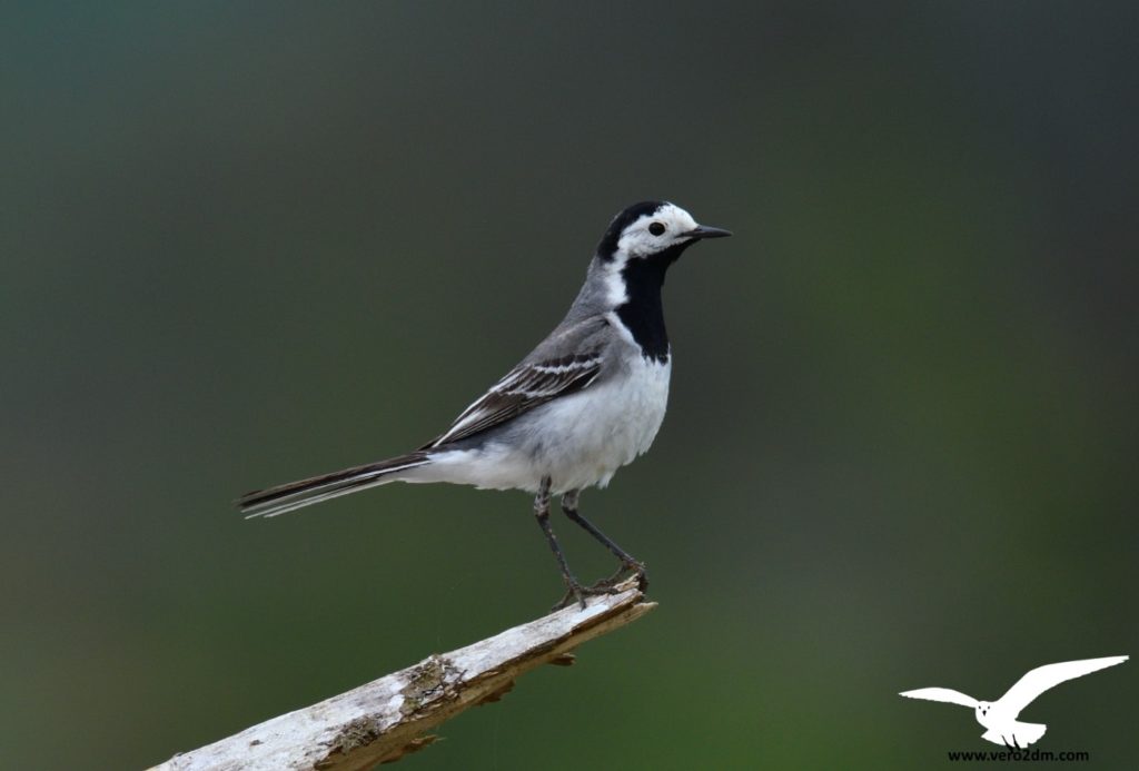 Bergeronnette grise - vero2dm.com - photographe animalier - oiseaux - biodiversité