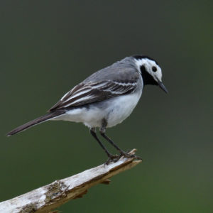 Bergeronnette grise - vero2dm.com - photographe animalier - oiseaux - biodiversité