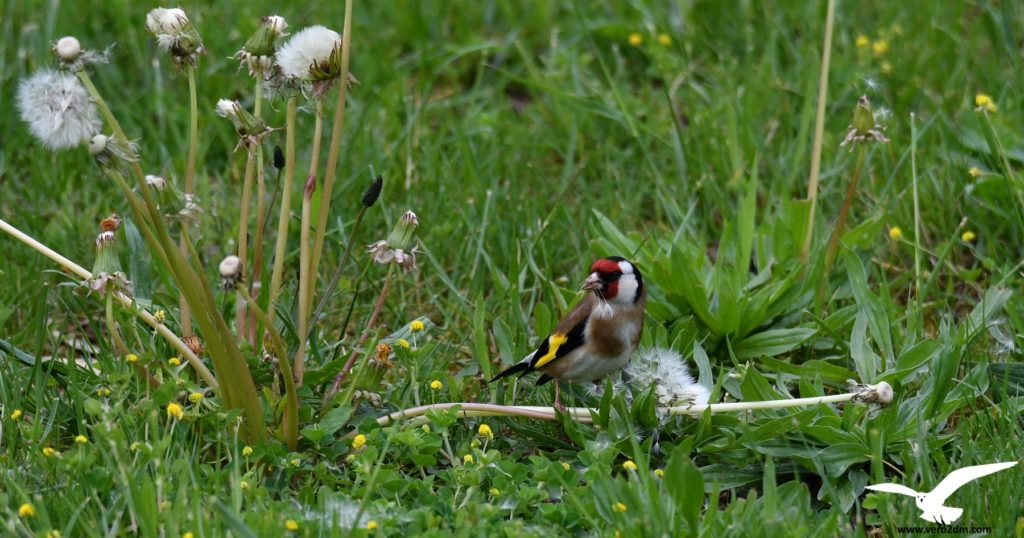 Chardonneret élégant - vero2dm.com - photographe animalier - oiseaux - biodiversité