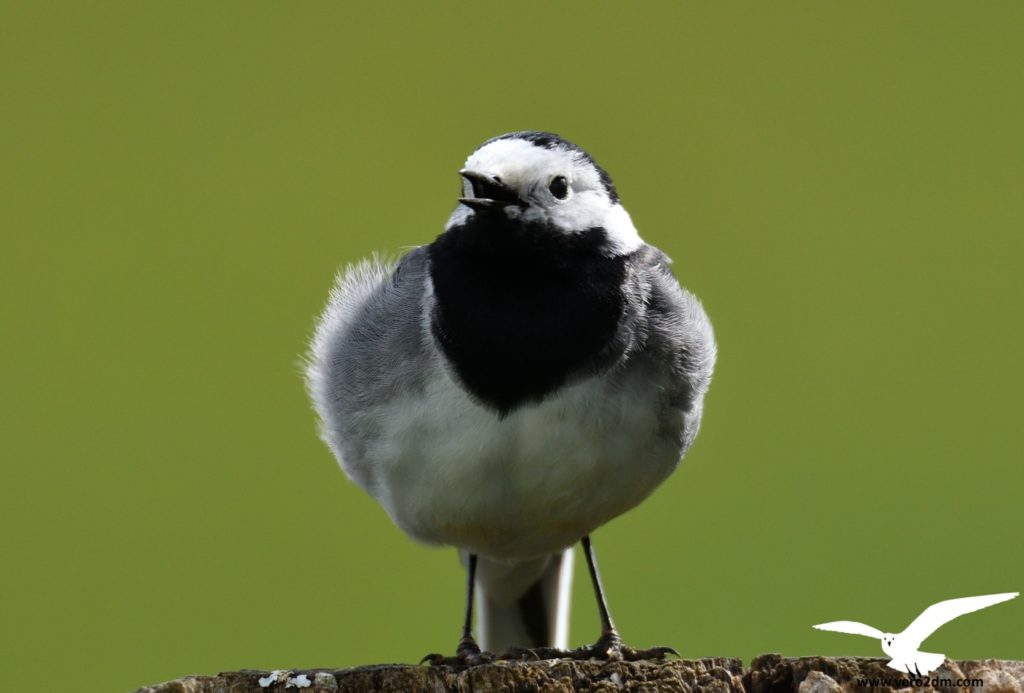 Bergeronnette grise - vero2dm.com - photographe animalier - oiseaux - biodiversité