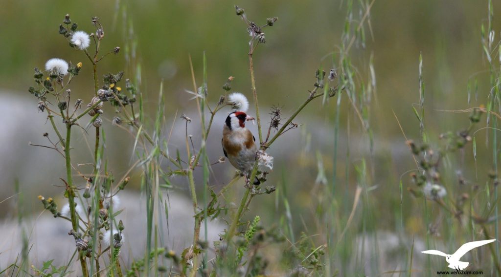 Chardonneret élégant - vero2dm.com - photographe animalier - oiseaux - biodiversité