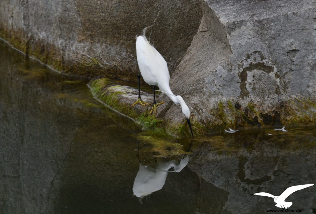 Aigrette garzette - vero2dm photographe animalier oiseaux nature biodiversité