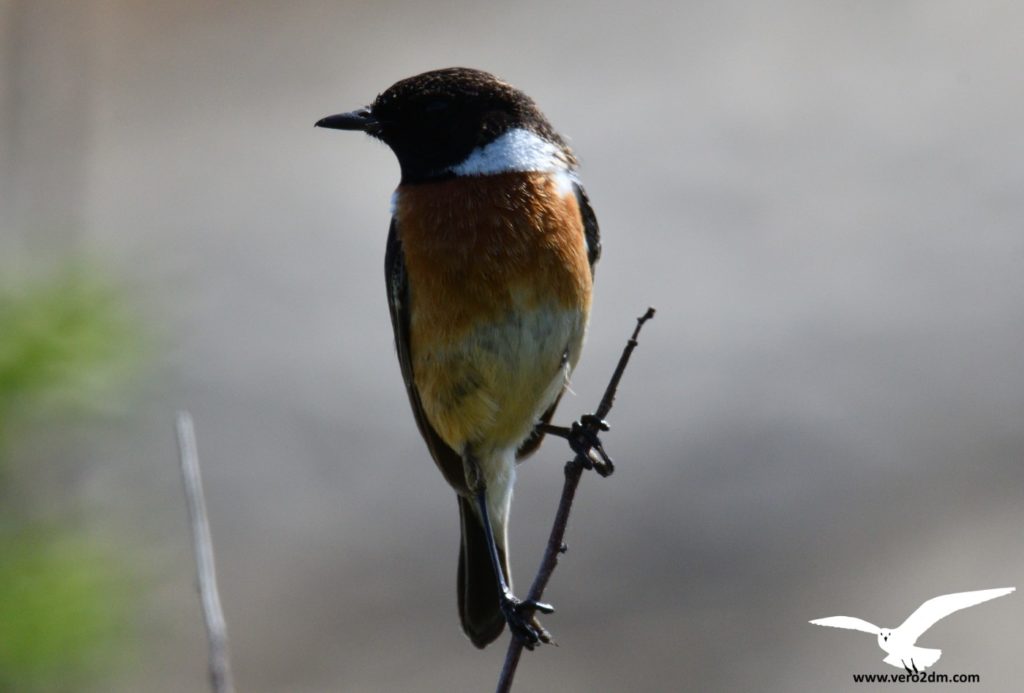 Tarier pâtre - vero2dm.com - photographe animalier - oiseaux - biodiversité