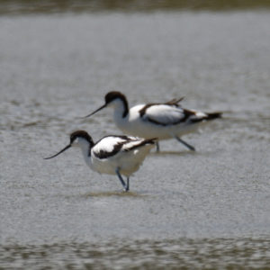 Avocette élégante - vero2dm photographe animalier oiseaux nature biodiversité