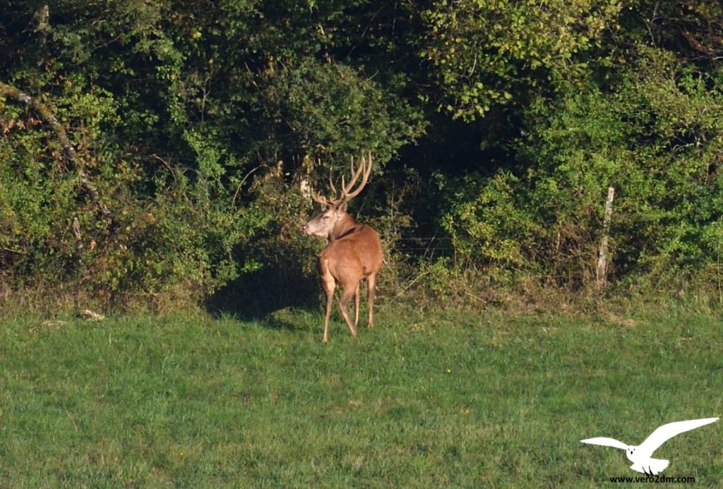 Cerf - Véro2dm Biodiversité photographe animalier oiseaux Haute-Saône