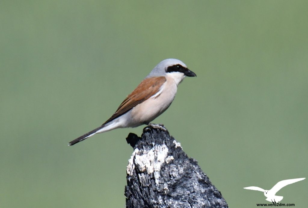 Pie grièche écorcheur - vero2dm.com - photographe animalier - oiseaux - biodiversité