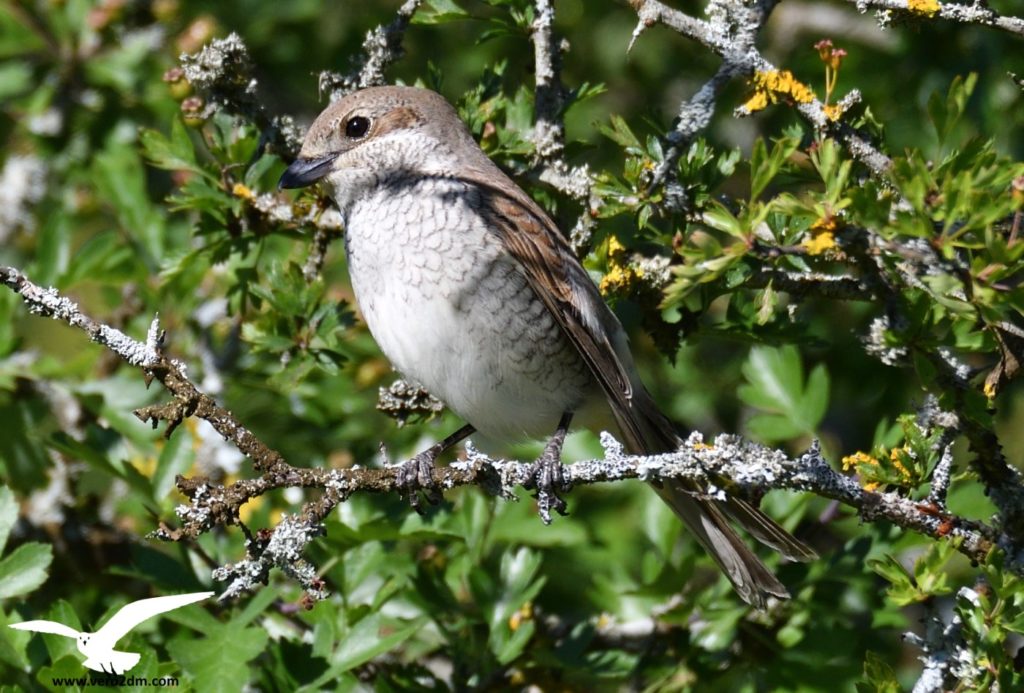 Pie grièche écorcheur - vero2dm.com - photographe animalier - oiseaux - biodiversité