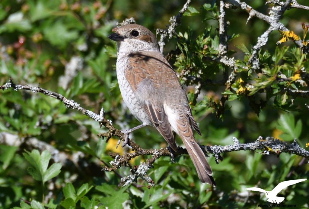 Pie grièche écorcheur - vero2dm.com - photographe animalier - oiseaux - biodiversité