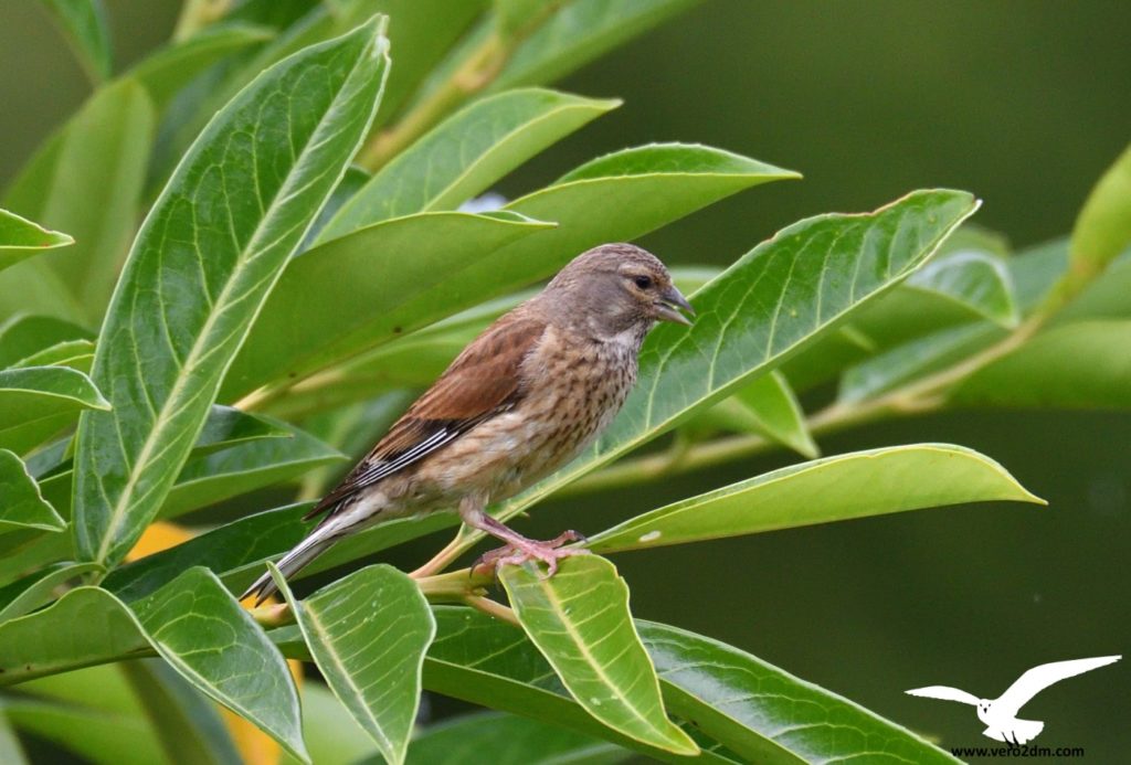 Linotte mélodieuse - Véro2dm Biodiversité photographe animalier oiseaux Haute-Saône