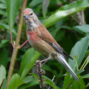 Linotte mélodieuse - Véro2dm Biodiversité photographe animalier oiseaux Haute-Saône