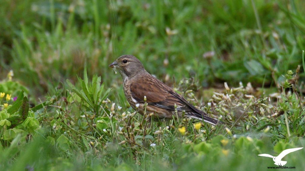 Linotte mélodieuse - Véro2dm Biodiversité photographe animalier oiseaux Haute-Saône