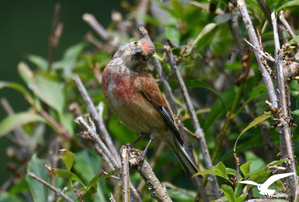 Linotte mélodieuse - Véro2dm Biodiversité photographe animalier oiseaux Haute-Saône