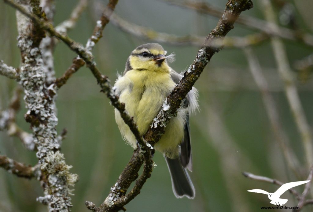 Mésange bleue - vero2dm.com - photographe animalier - oiseaux - biodiversité