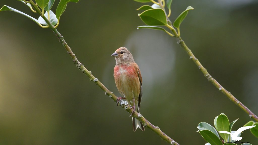 Linotte mélodieuse - Véro2dm Biodiversité photographe animalier oiseaux Haute-Saône