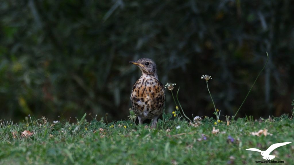 Grive litorne - vero2dm.com - photographe animalier - oiseaux - biodiversité