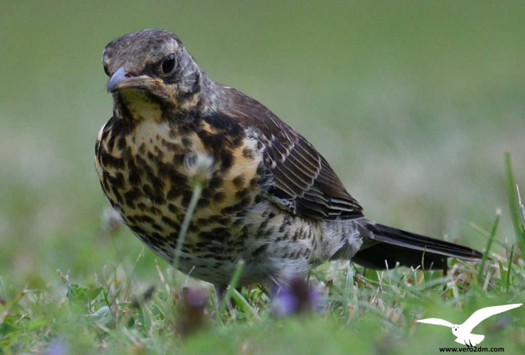 Grive litorne - vero2dm.com - photographe animalier - oiseaux - biodiversité