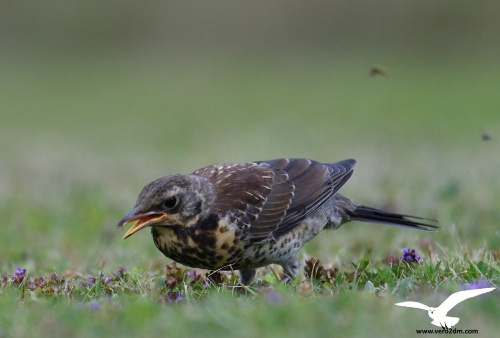 Grive litorne - vero2dm.com - photographe animalier - oiseaux - biodiversité