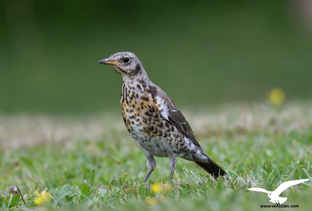 Grive litorne - vero2dm.com - photographe animalier - oiseaux - biodiversité