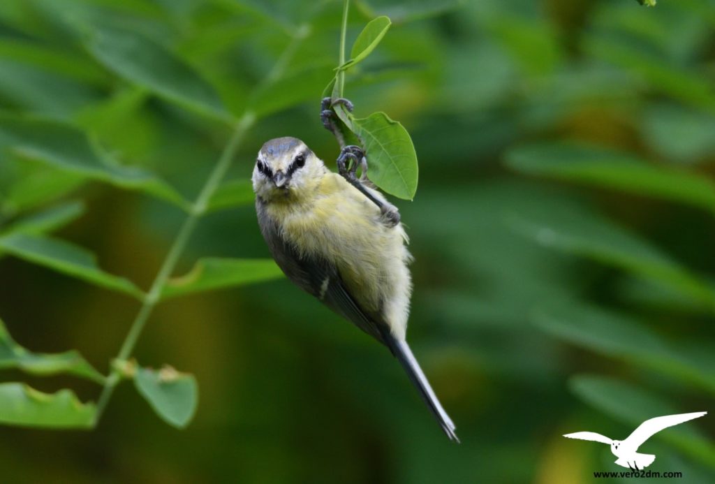 Mésange bleue - vero2dm.com - photographe animalier - oiseaux - biodiversité