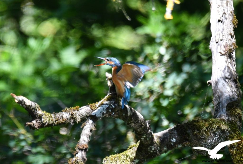 Martin-pêcheur - vero2dm.com - photographe animalier - oiseaux - biodiversité