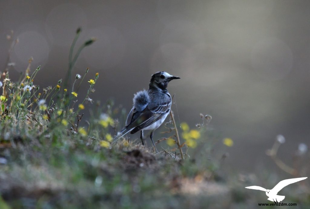 Bergeronnette grise - vero2dm.com - photographe animalier - oiseaux - biodiversité
