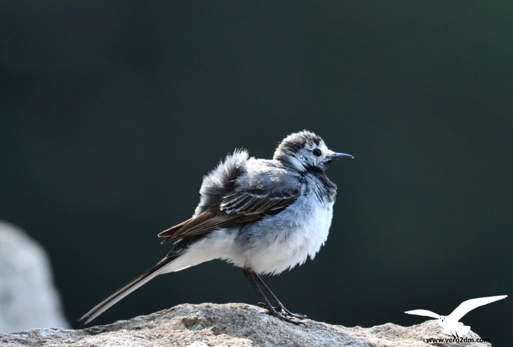 Bergeronnette grise - vero2dm.com - photographe animalier - oiseaux - biodiversité