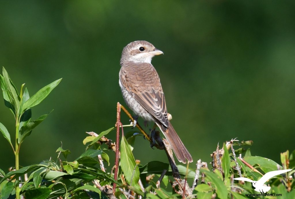 Pie grièche écorcheur - vero2dm.com - photographe animalier - oiseaux - biodiversité