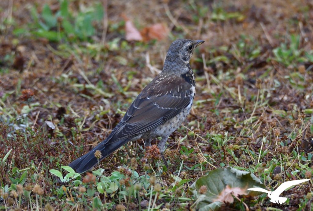 Grive litorne - vero2dm.com - photographe animalier - oiseaux - biodiversité