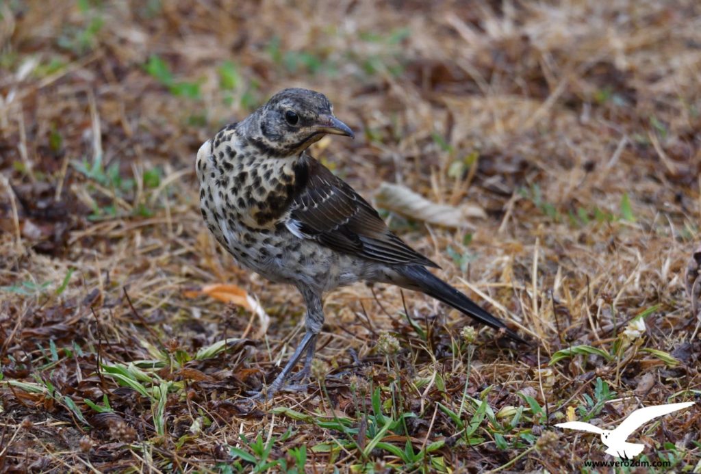 Grive litorne - vero2dm.com - photographe animalier - oiseaux - biodiversité