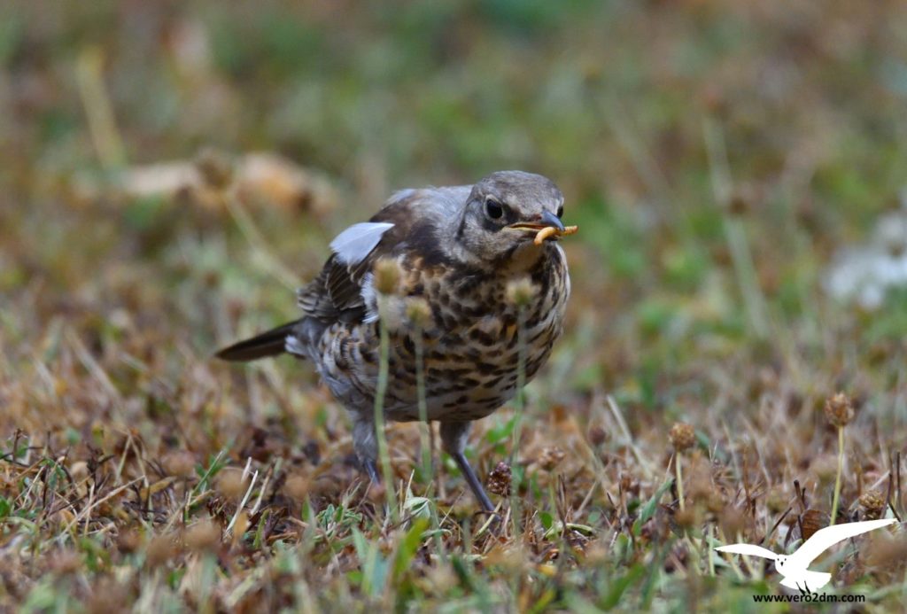 Grive litorne - vero2dm.com - photographe animalier - oiseaux - biodiversité