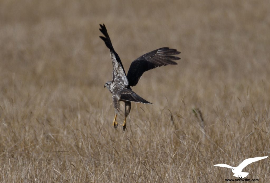 Buse variable - vero2dm.com - photographe animalier - oiseaux - biodiversité