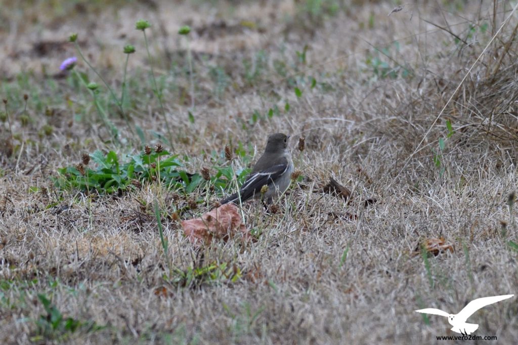 Gobemouche noir - vero2dm.com - photographe animalier - oiseaux - biodiversité