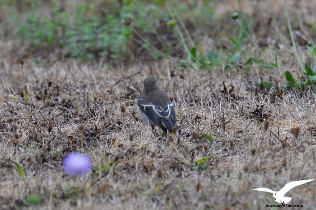 Gobemouche noir - vero2dm.com - photographe animalier - oiseaux - biodiversité