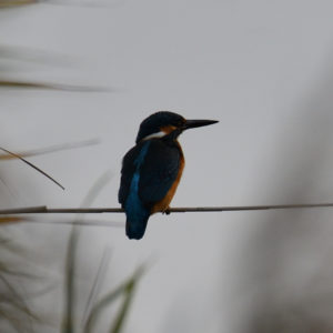 Martin-pêcheur - vero2dm.com - photographe animalier - oiseaux - biodiversité