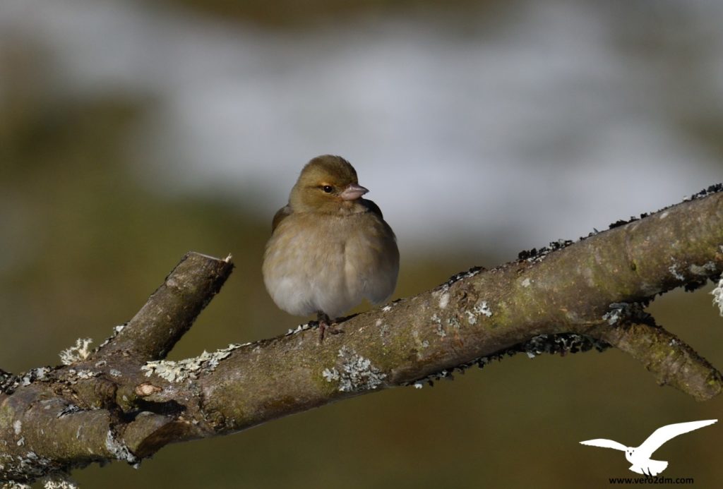 Pinson des arbres - vero2dm photographe animalier oiseaux nature biodiversité