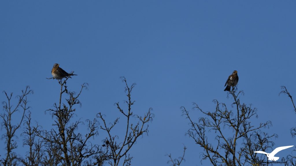 Grive litorne - vero2dm.com - photographe animalier - oiseaux - biodiversité