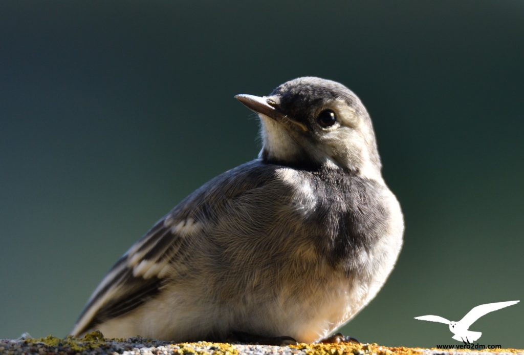 Bergeronnette grise - vero2dm.com - photographe animalier - oiseaux - biodiversité