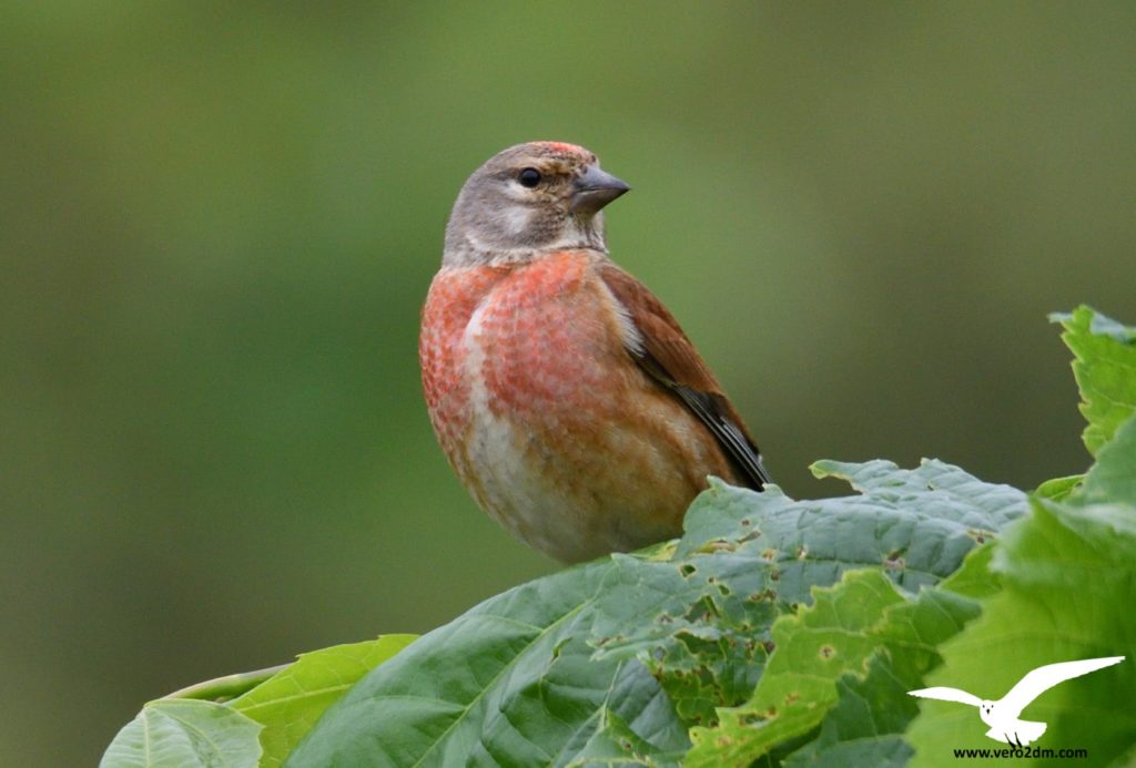 Linotte mélodieuse - Véro2dm Biodiversité photographe animalier oiseaux Haute-Saône