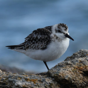 Bécasseau sanderling - vero2dm photographe animalier oiseaux nature biodiversité