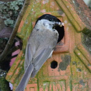 Mésange nonnette - vero2dm.com - photographe animalier - oiseaux - biodiversité