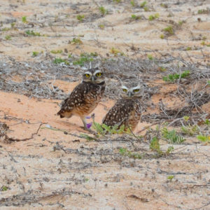 Chevêche des terriers - vero2dm.com - photographe animalier - oiseaux - biodiversité