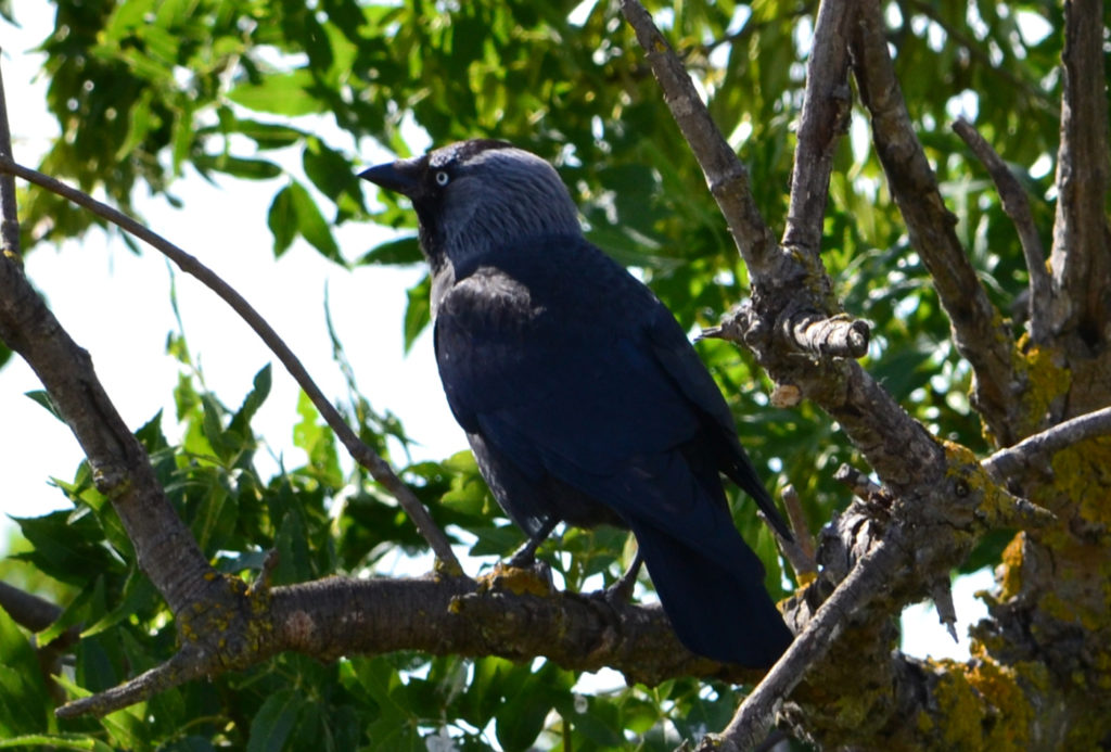 Choucas des tours - vero2dm.com - photographe animalier - oiseaux - biodiversité