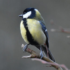 Mésange charbonnière - vero2dm.com - photographe animalier - oiseaux - biodiversité