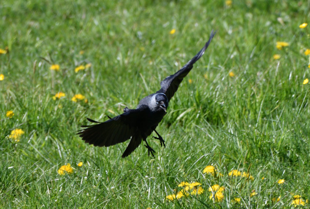 Choucas des tours - vero2dm.com - photographe animalier - oiseaux - biodiversité