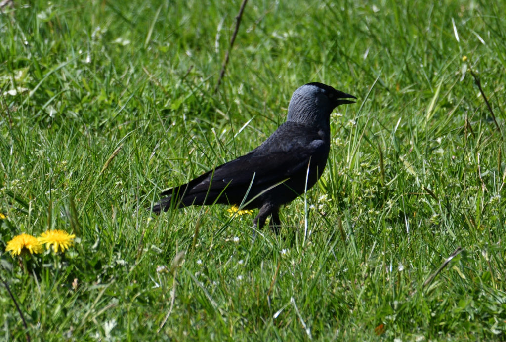 Choucas des tours - vero2dm.com - photographe animalier - oiseaux - biodiversité