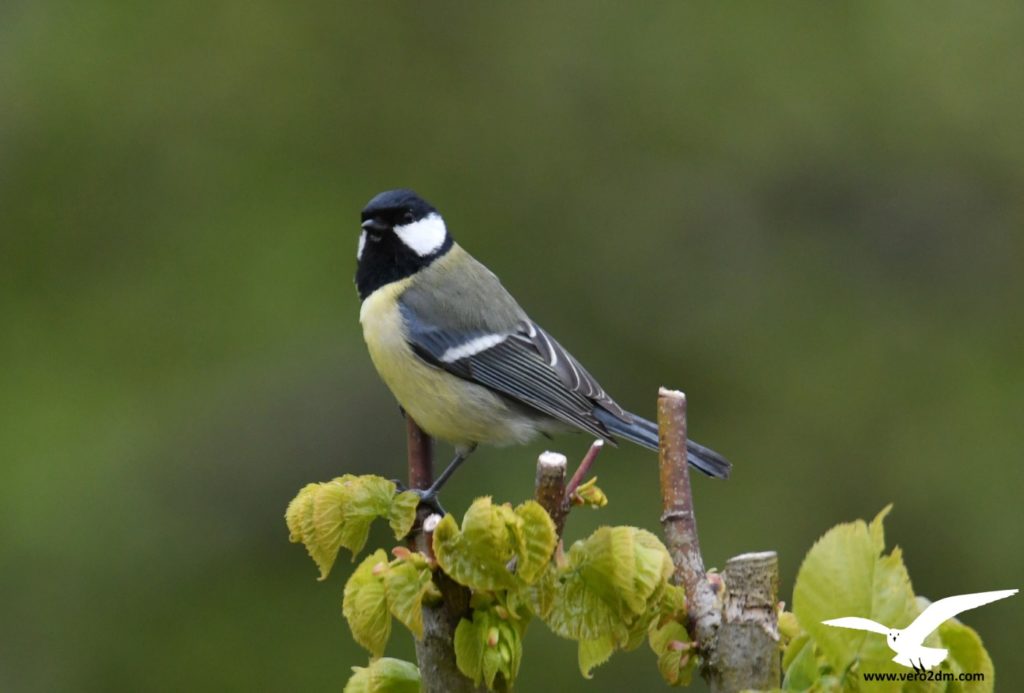 Mésange charbonnière - vero2dm.com - photographe animalier - oiseaux - biodiversité