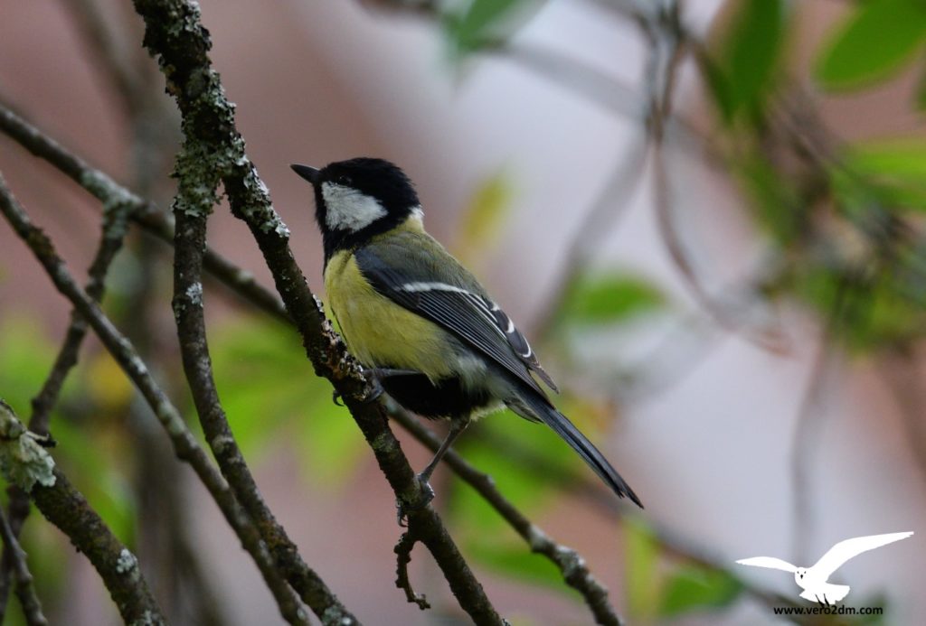 Mésange charbonnière - vero2dm.com - photographe animalier - oiseaux - biodiversité