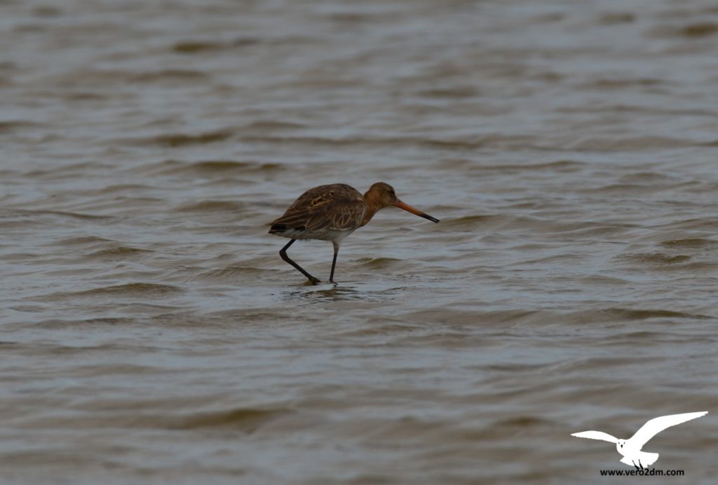 Barge à queue noire - vero2dm.com - photographe animalier - oiseaux - biodiversité