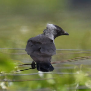 Choucas des tours - vero2dm.com - photographe animalier - oiseaux - biodiversité