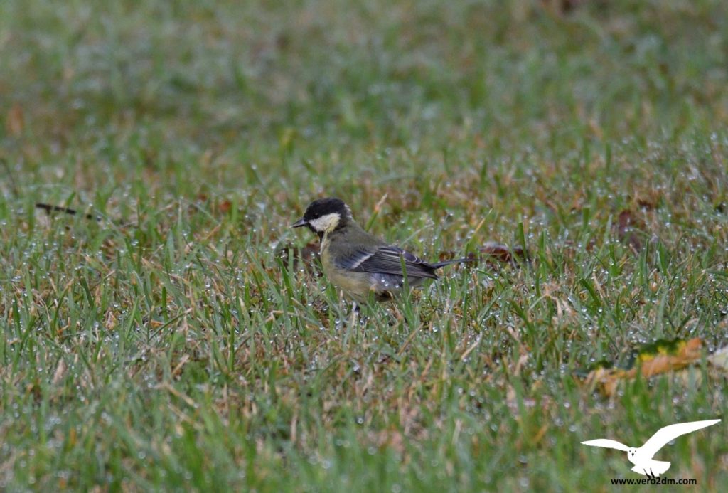 Mésange charbonnière - vero2dm.com - photographe animalier - oiseaux - biodiversité